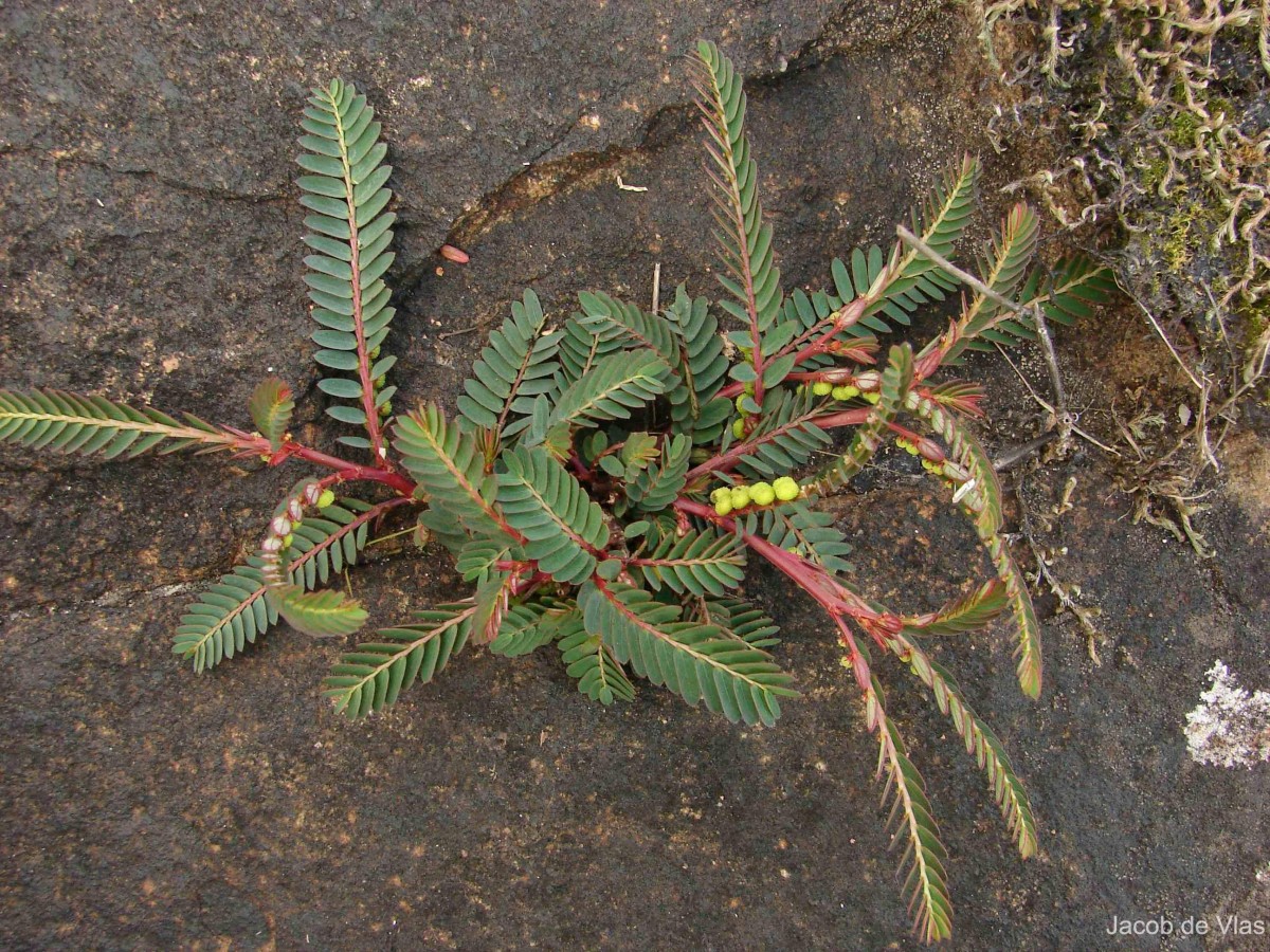 Phyllanthus urinaria L.